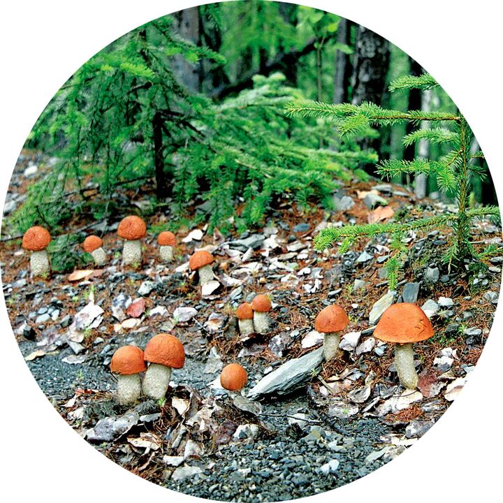 Kaj storiti, ko je glivične okužbe veliko