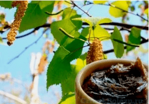 Breza katrana iz glive